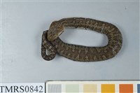 藏品(菊池氏龜殼花)的圖片